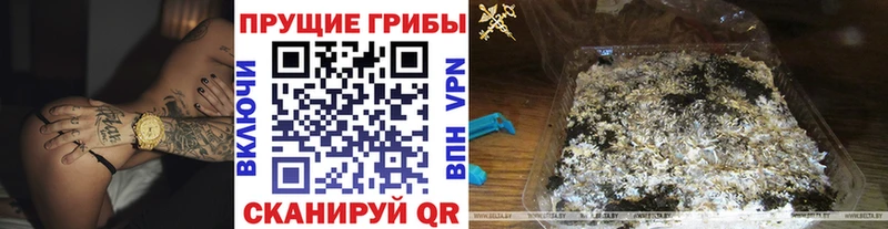 Галлюциногенные грибы Psilocybine cubensis  Нововоронеж 